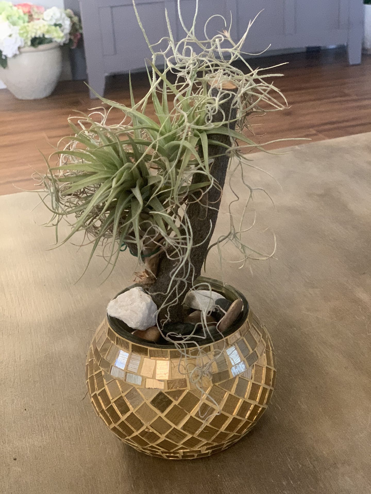 Air plant including glass mosaic gold pot