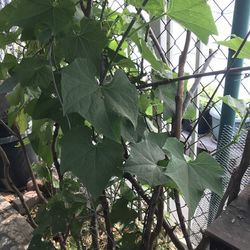 Chayote plant 🪴 organic ready for pick up check out my out plqnt with fruit already ready to go