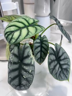 Alocasia silver dragon low variegated