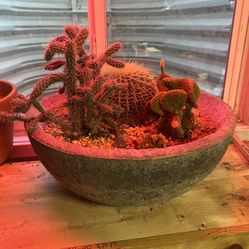 20 inch pot of 3 cactus $85