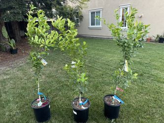 Calamondin / Calamansi Tree