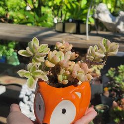 Lovely Succulents In A Cute Pot