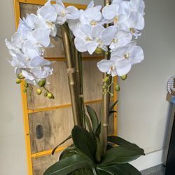 John Richard - Orchids 