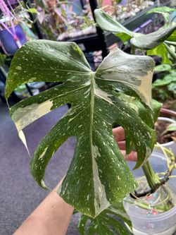 Monstera Thai Constellation