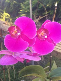 Orchids/Plants with pot