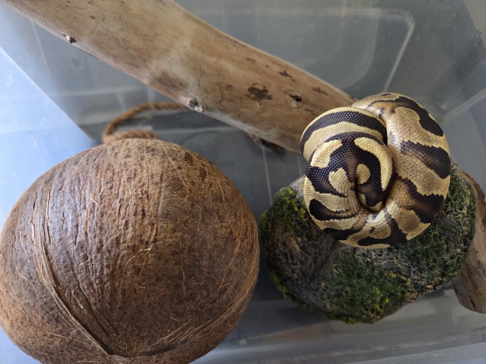 Snake Terrarium