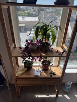 Shelves, just the wood