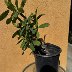 Crown of Thorns plant - Euphorbia milii