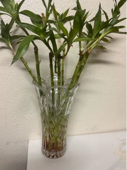 Bambú con florero de cristal