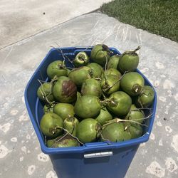 Coconuts
