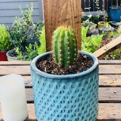 Live indoor cactus plant in a textured ceramic planter pot—firm price