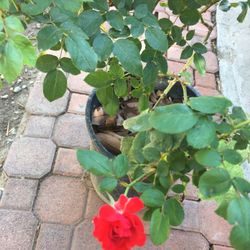 Beautiful Blooming Red Rose Flower Plant 