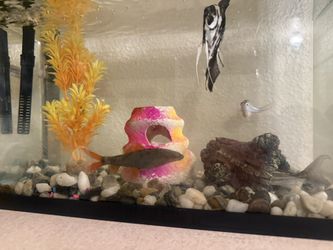 Fish Tank