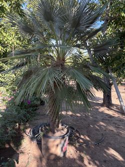 Mediterranean Fan Palm – 60 -Inch Potted Palm 🌴