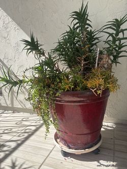 Large Potted Plant