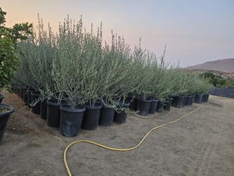 Olives Trees> Wilsonii. Fruit Less