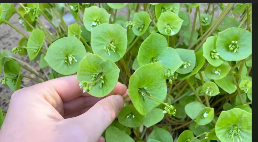 6 PCS Miner’s lettuce Young Plants