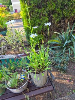 Garden Plant Shasta Large Daisies