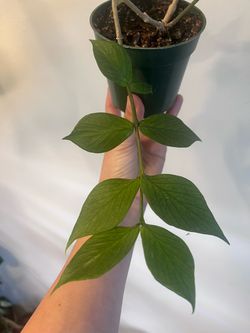 Fish Tail Hoya $15