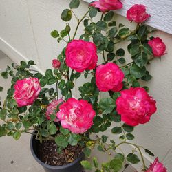 Red With Pink Rose Plant In 5gl 