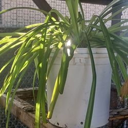 🪴 EVERGREEN SPIDER PLANT
🪴 CINTA SIEMPREVERDE – TRANSFORMA TU HOGAR POR COMPLETO