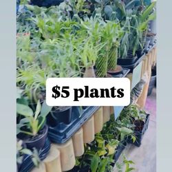 Plants Sale🌿$5 each