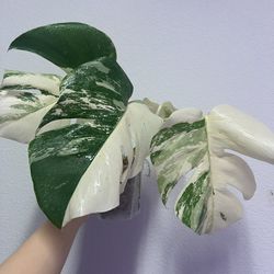 Monstera Albo Variegated Plant