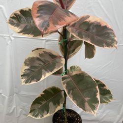HERMOSAS PLANTAS NATURALES “ PINK RUBBER PLANT 