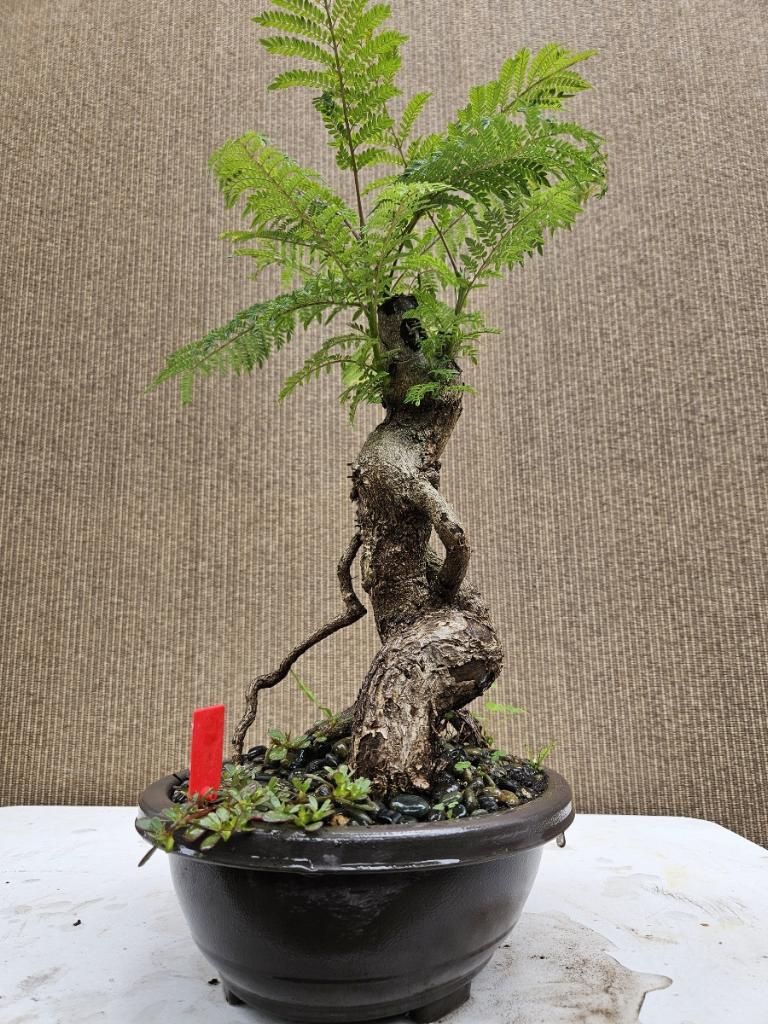 Old Blue Jacaranda Bonsai Tree for Sale in Midway City, CA - OfferUp