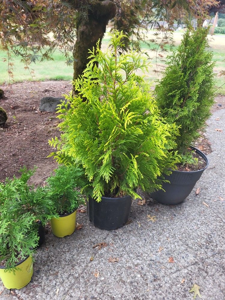 Evergreen SHRUBS 4 Fall Planting!