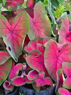 Beautiful plants