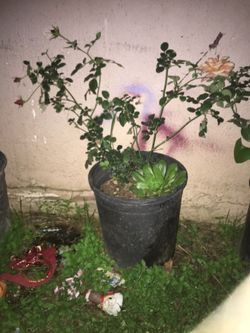 rosal