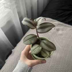 Tradescantia Zebrina