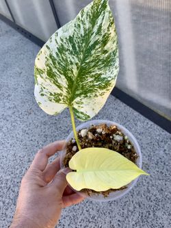 Monstera Deliciosa White Monster Node Cut With Active Growth Not TC