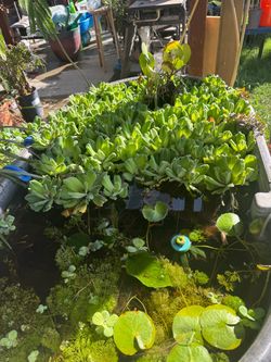 Water Lettuce aquarium pond