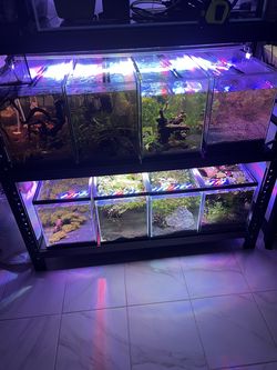 Aquarium Shrimp Breeding Rack