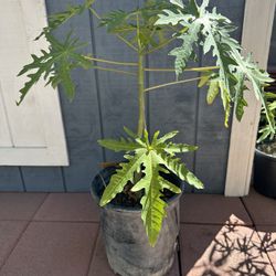 Papaya Trees