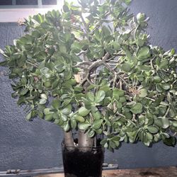 Bonsai Jade Plant For Luck And Money $$