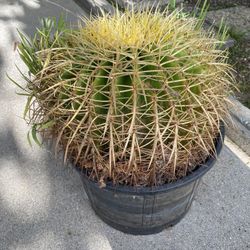 Barrel Cactus