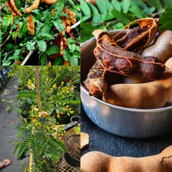 Sweet Tamarind Grafted Trees In 3gal Arboles De Tamarindo Dulce Injertado 