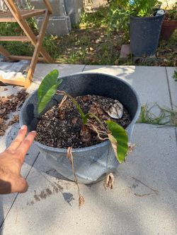 Taro plant