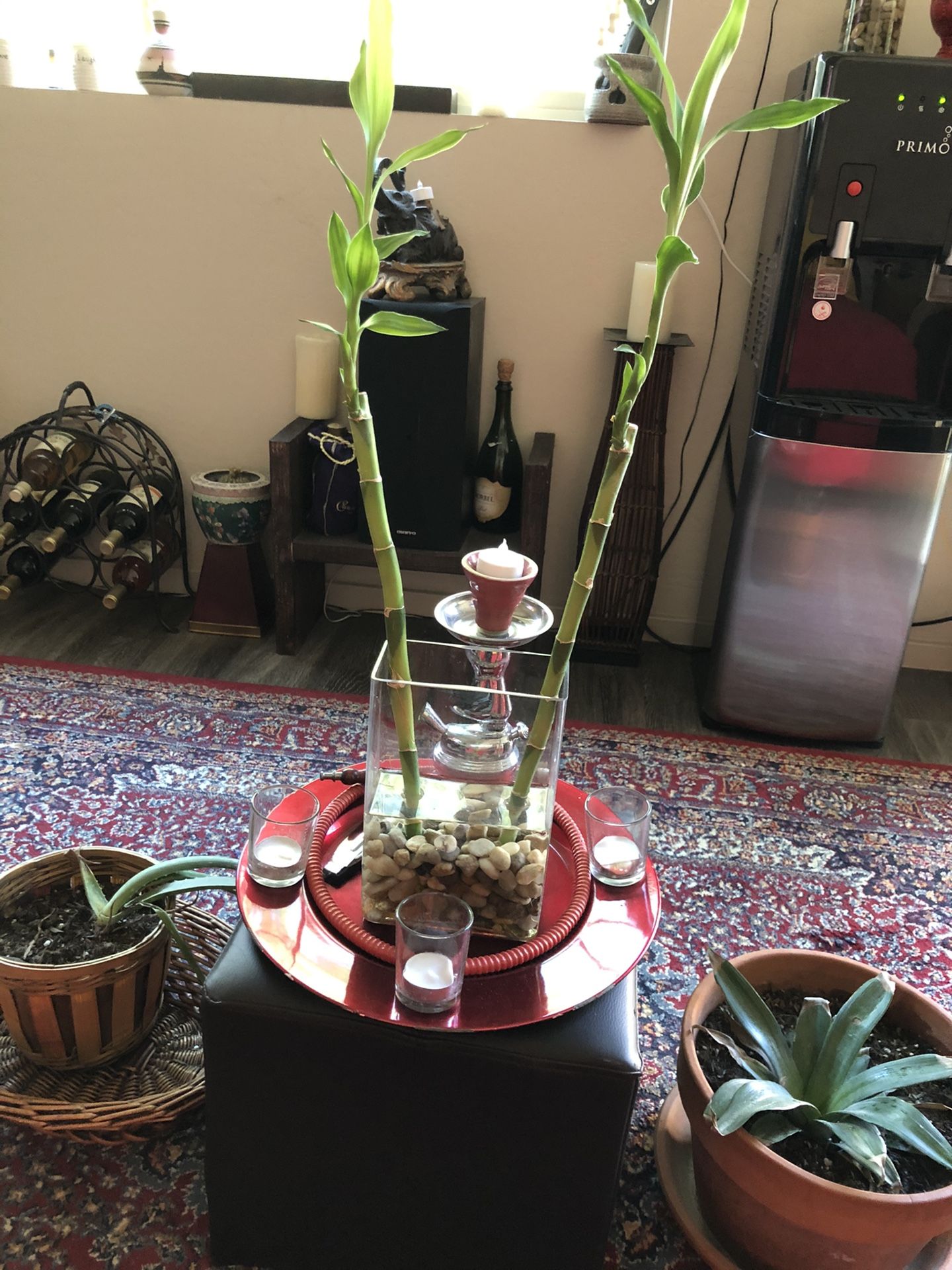 Real Bamboo Plants and Vase