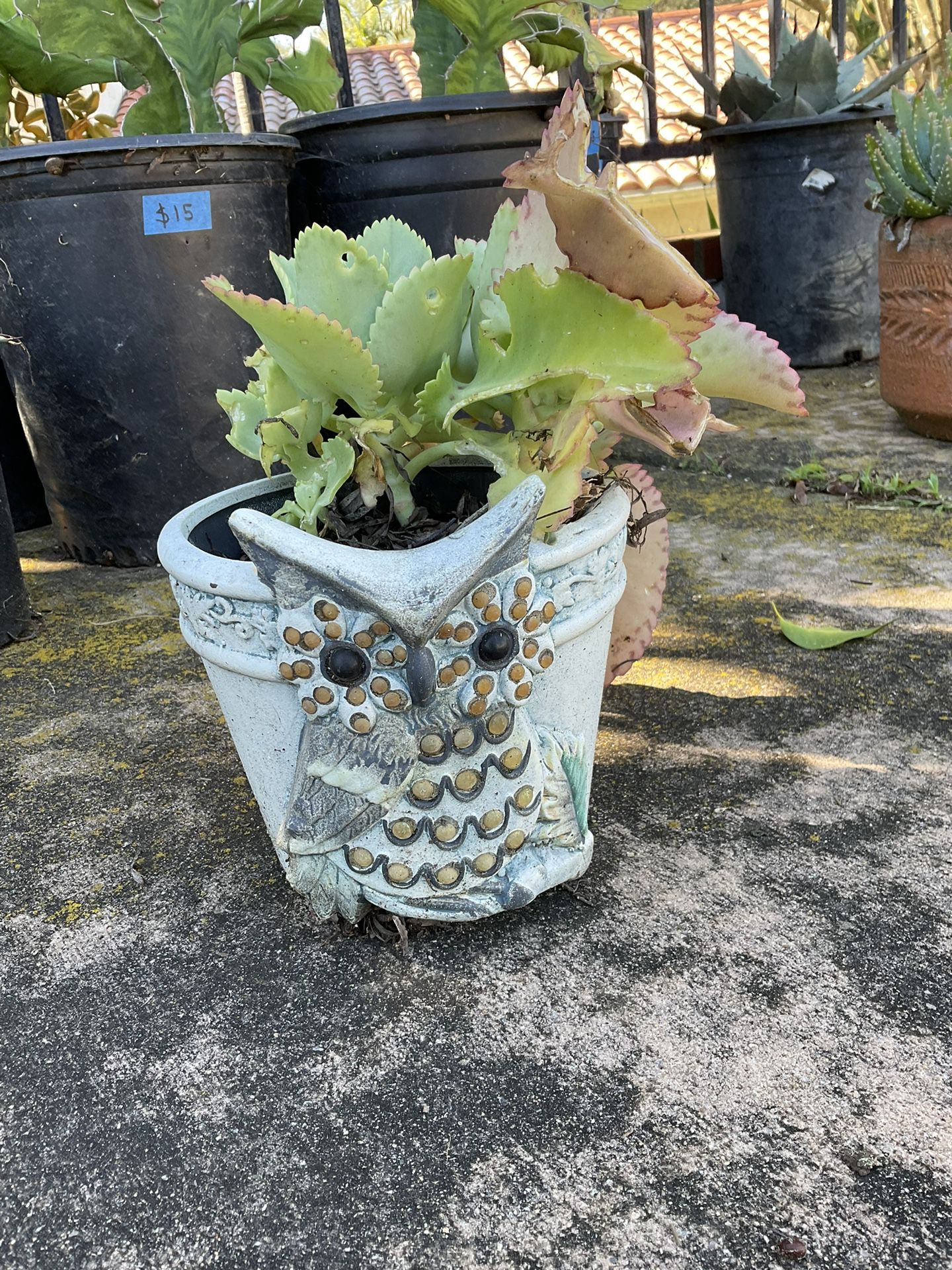 Owl Flower Pot With Succulent