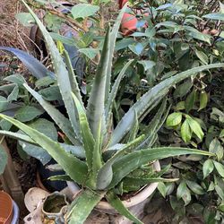 Plants Agave And Aloe In Nice Pots