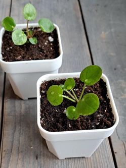 Chinese Money   Pilea plant/ indoor plant/ house plant flower patio garden starter
