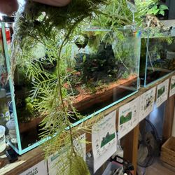 Myriophyllum mattogrossense (Green Milfoil) Aquarium Plant For Freshwater Fish Tanks Aquascape Aquascaping Planted Tank 