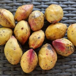 Caribbean Almond Tree, Terminalia Catappa ( $20 )