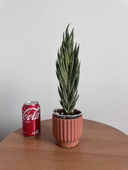 Sansevieria Francisii White