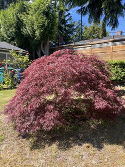 Small Japanese Maple Tree - Buyer Removes
