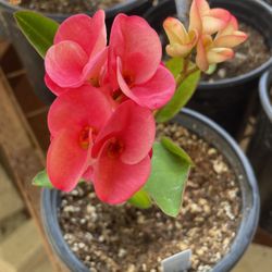 Corona De Cristo Planta, Crown Of Thorns Plant, Blush Sugar 